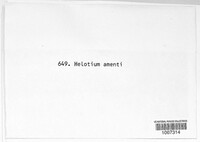 Cyathicula amenti image